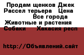 Продам щенков Джек Рассел терьера › Цена ­ 25 000 - Все города Животные и растения » Собаки   . Хакасия респ.